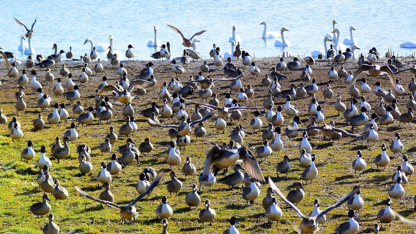 白鳥の湖ならぬ尾長鴨達の楽園!♪・・・ガバ沼_a0031821_14334558.jpg