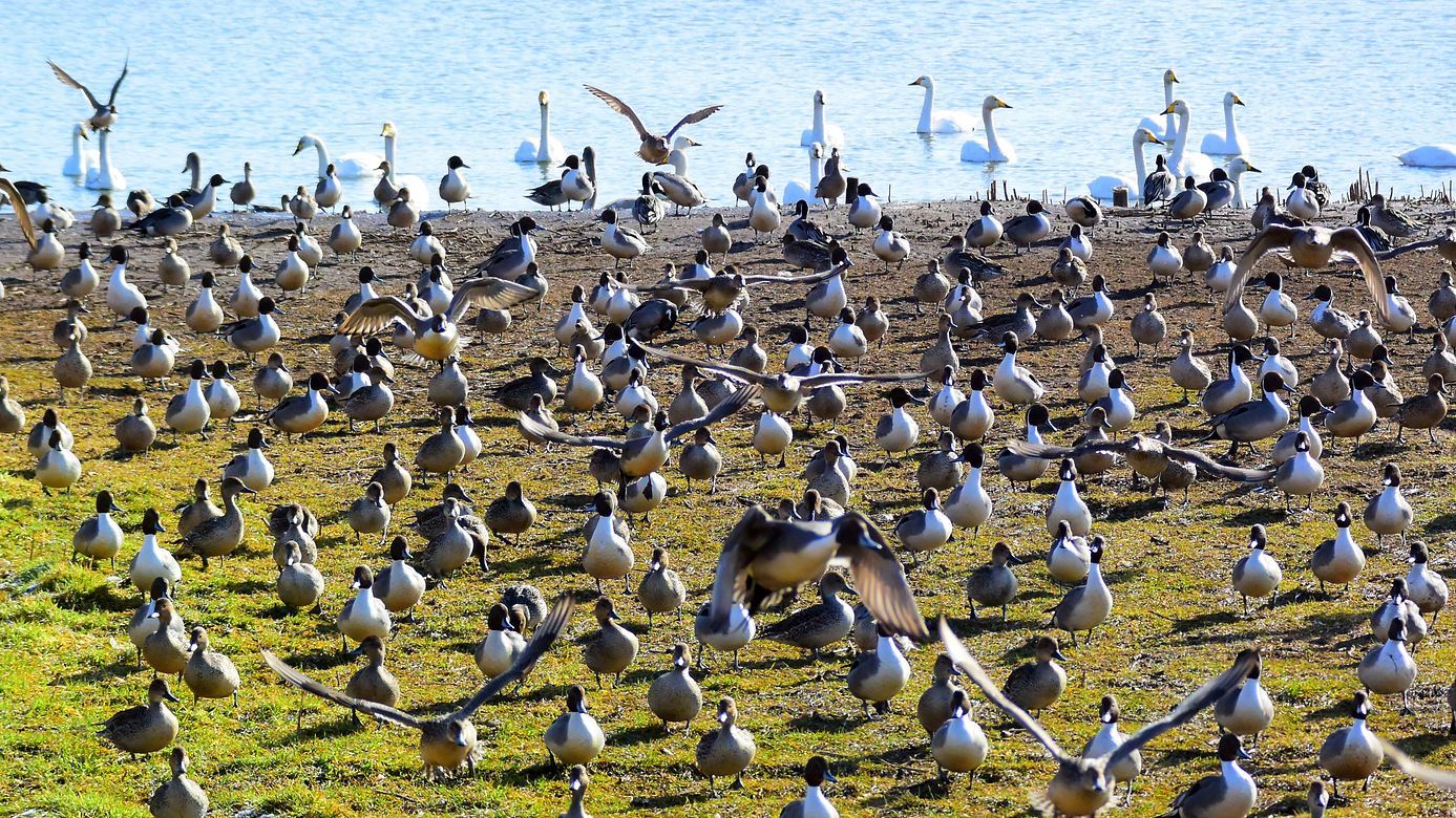 白鳥の湖ならぬ尾長鴨達の楽園！♪・・・ガバ沼_a0031821_14334558.jpg