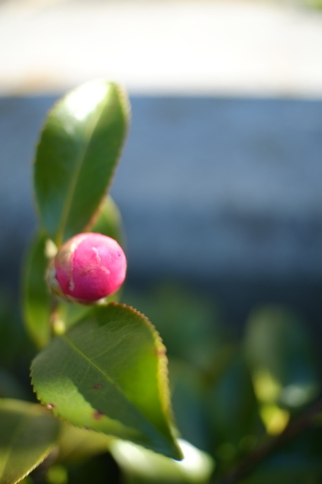 つぼみ / X-E1 + 7artisans 25mm F1.8_e0349124_15423992.jpg