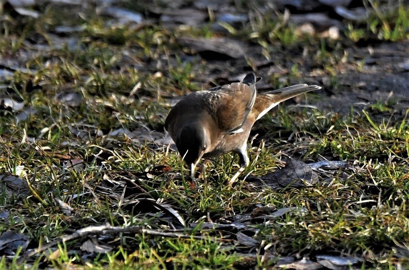 寒風吹く森の鳥さんたち・・・_b0405327_19122492.jpg