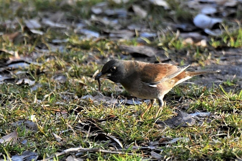 寒風吹く森の鳥さんたち・・・_b0405327_19123209.jpg