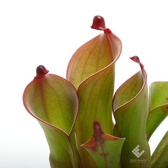 新掲載植物のご紹介～! ヘリアンフォラ、レパンテスなどなどなど