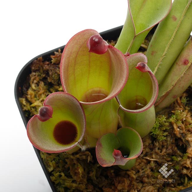Heliamphora sarracenioides / H.purpurascens / H