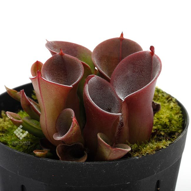 新掲載植物のご紹介~! ヘリアンフォラ、レパンテスなどなどなど 新掲載植物のご紹介~! ヘリアンフォラ、レパンテスなどなどなど