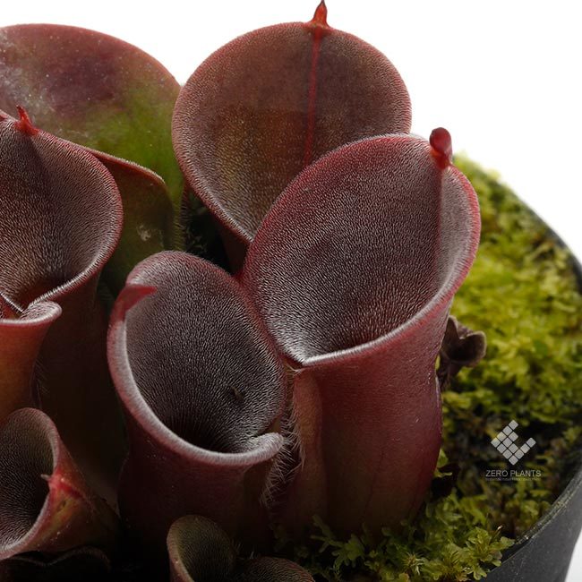 新掲載植物のご紹介～! ヘリアンフォラ、レパンテスなどなどなど