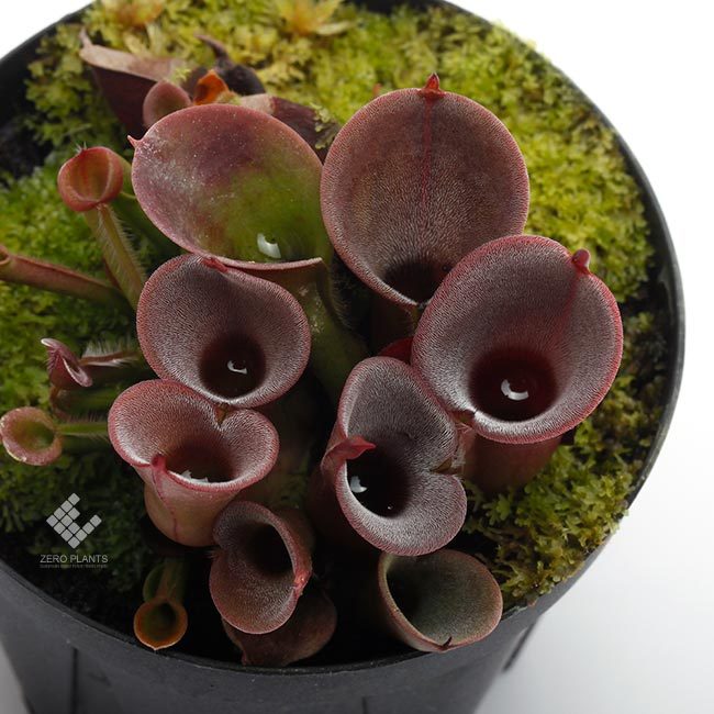 Heliamphora sarracenioides / H.purpurascens / H