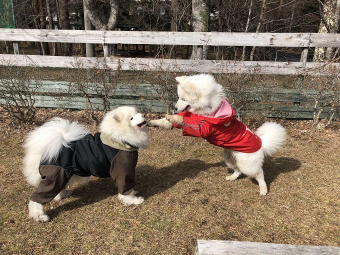2019年ワフ 雪遊びオフ その1_f0128542_00310362.jpg