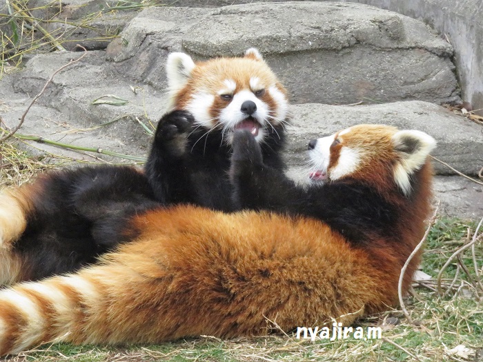2月7日(木)のジャズ&メロディ_f0002743_212121.jpg