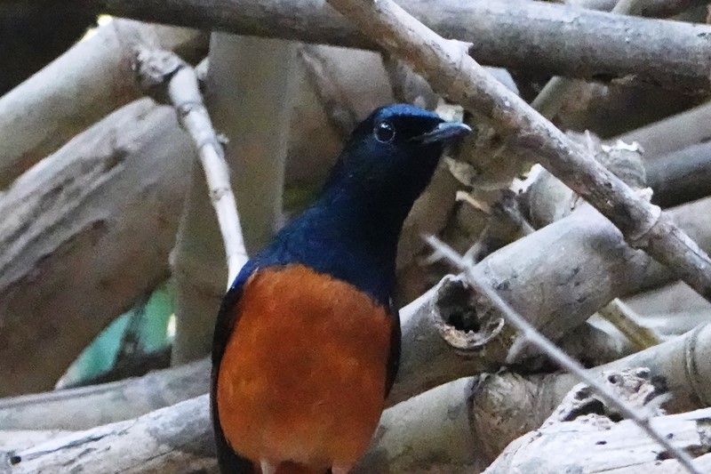 野鳥トレ151　ラオス・ターケークで出合った野鳥_b0227552_17112690.jpg