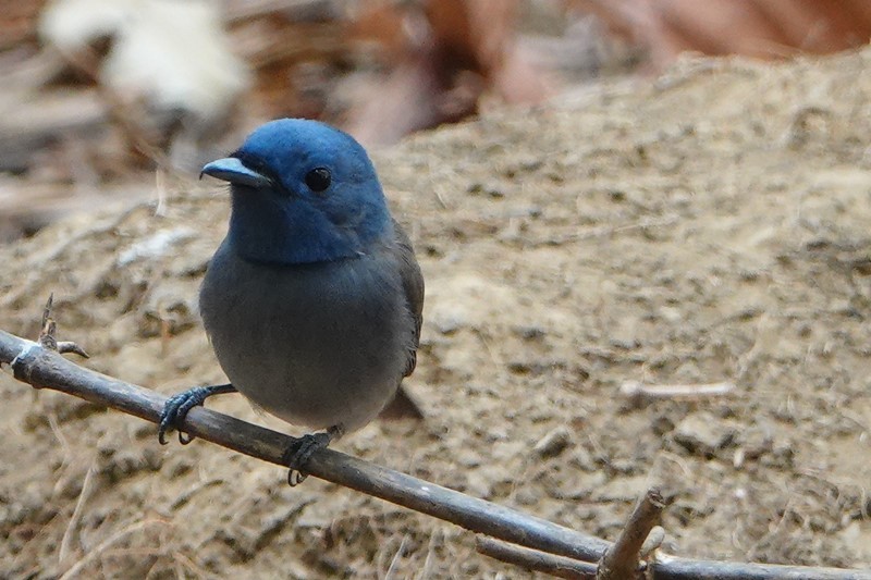 野鳥トレ151　ラオス・ターケークで出合った野鳥_b0227552_17125853.jpg