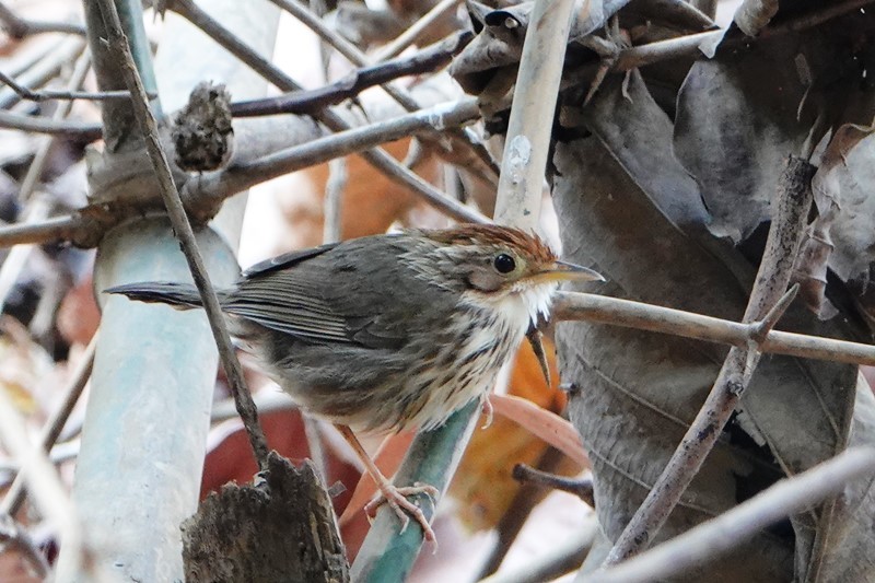 野鳥トレ151　ラオス・ターケークで出合った野鳥_b0227552_17135485.jpg