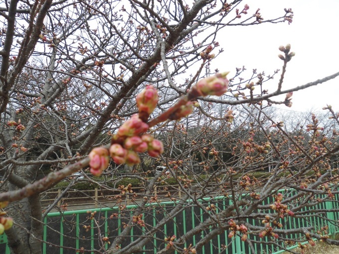 河津桜なかなか咲かない_c0347153_11432253.jpg