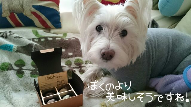 ♪ ダニエル 愛は大きいけど。。。&#127851;～(#^.^#) ♪_b0242873_19160542.jpg