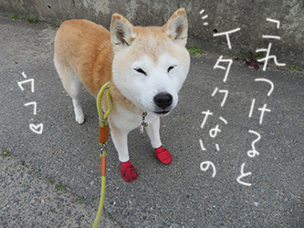 赤い靴履いてる珊ちゃん 柴と徒然日記 赤い靴履いてる珊ちゃん 柴と徒然日記