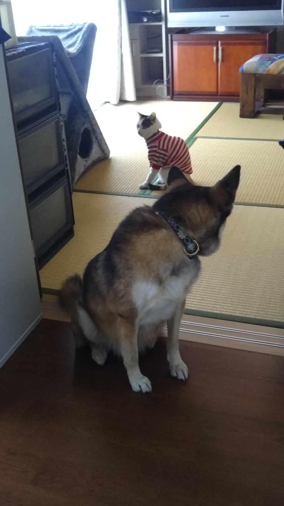 b0377882_17552587.jpeg