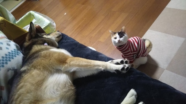 b0377882_17553554.jpeg