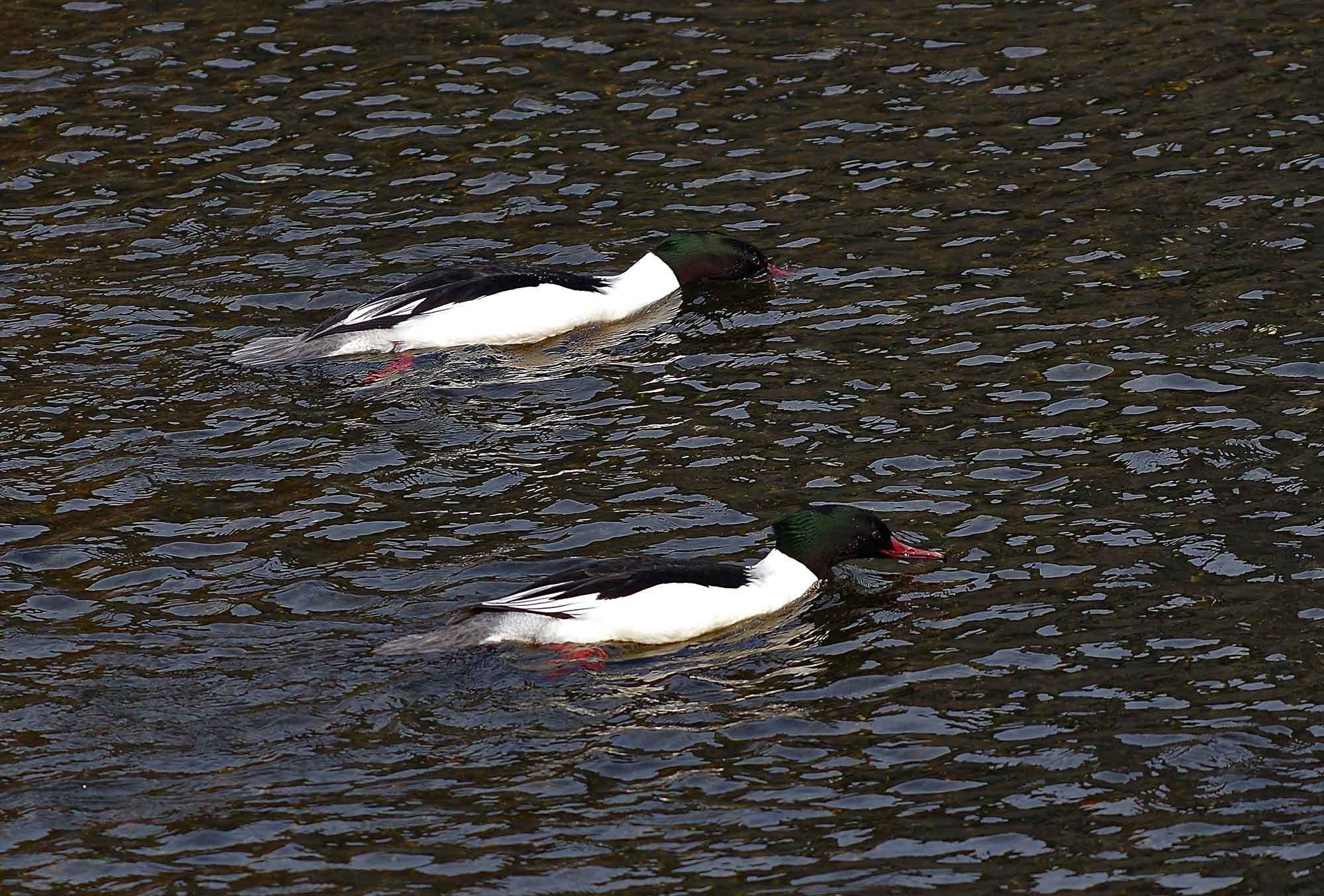 2019年　　2月　　野鳥_c0176183_12291243.jpg