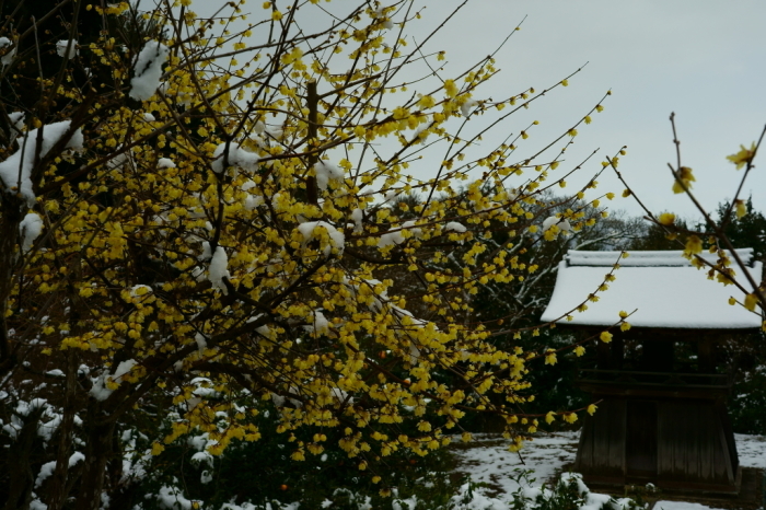 雪の日、静寂の正伝寺_e0177413_14154234.jpg