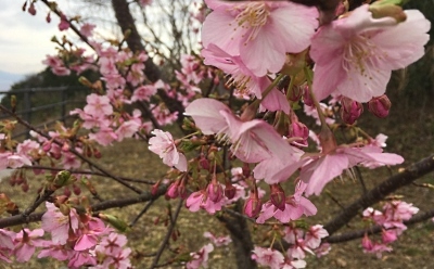 Jリーグ開幕まで1週間 #日本平さくら公園  #アイスタ #spulse_b0055215_16032359.jpg