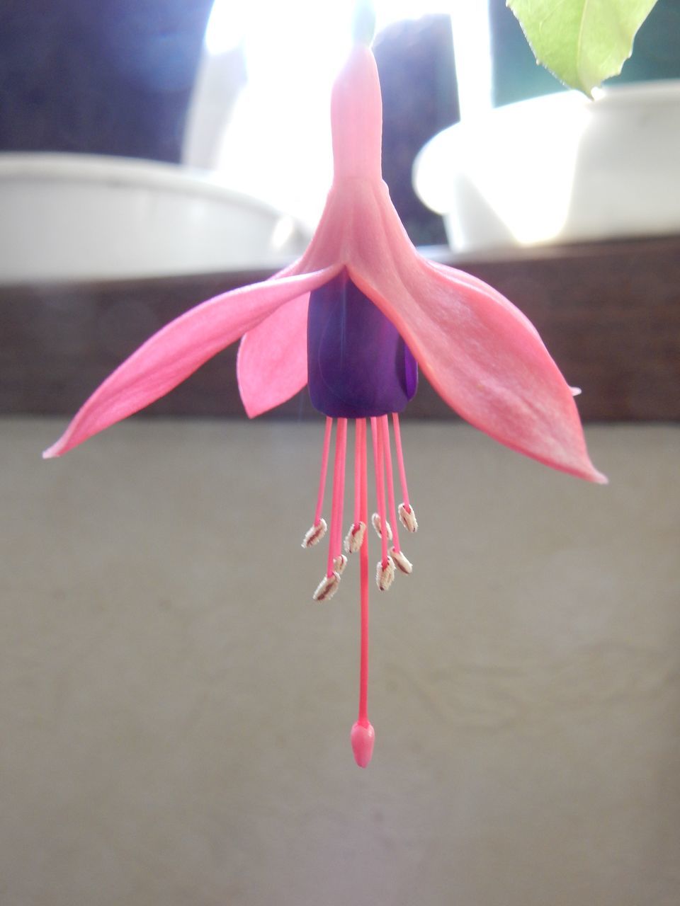 じわじわと暖期に_c0025115_22074266.jpg