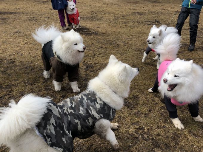 2019年ワフ 雪遊びオフ その2_f0128542_01540309.jpg