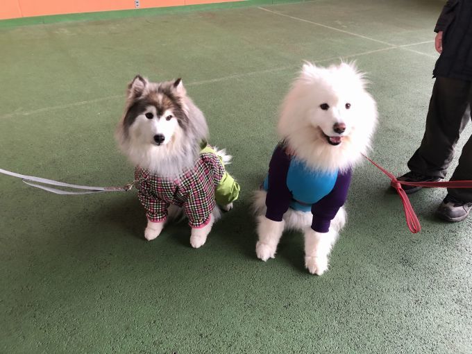 2019年ワフ 雪遊びオフ その2_f0128542_02001421.jpg