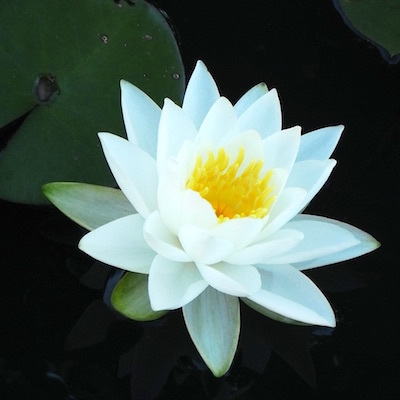 AIの水中花サーカス団/AIの水中花サーカス団団長のゲコー・マザカーがユングの庭でみた夢_c0109850_17254979.jpeg