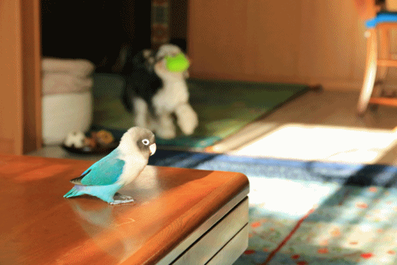 c0145250_16504628.gif