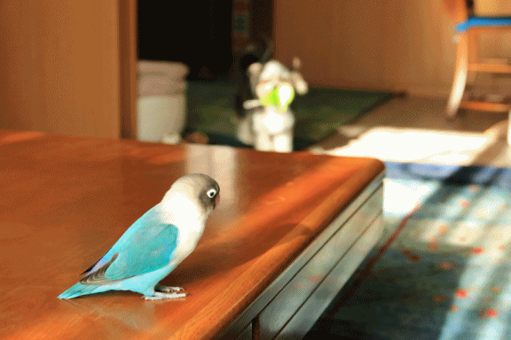 c0145250_16510775.gif