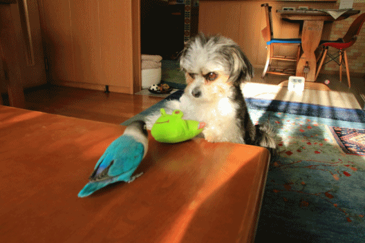 c0145250_16511396.gif