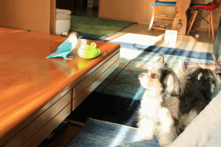c0145250_16511528.gif