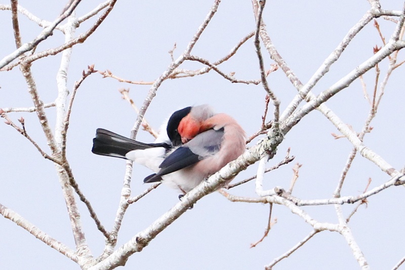 山麓の鳥さんたち・7♪　～ウソ･2～_a0167759_18283722.jpg