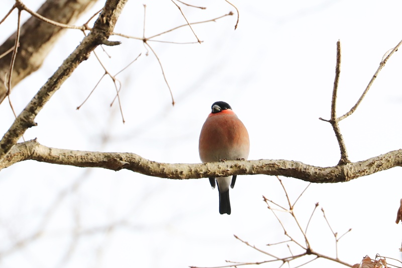 山麓の鳥さんたち・7♪　～ウソ･2～_a0167759_18363843.jpg