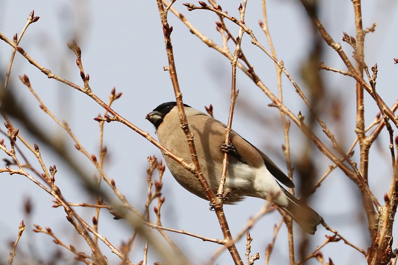 山麓の鳥さんたち・7♪　～ウソ･2～_a0167759_18405471.jpg