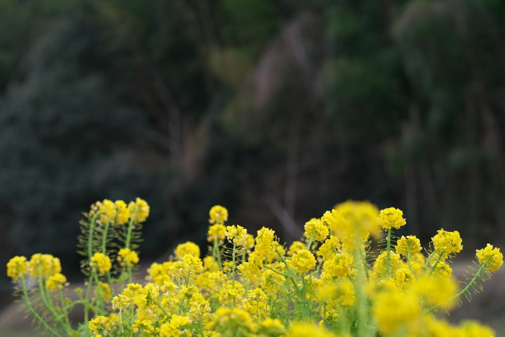 　明日香・川原　菜の花_b0161171_16165048.jpg