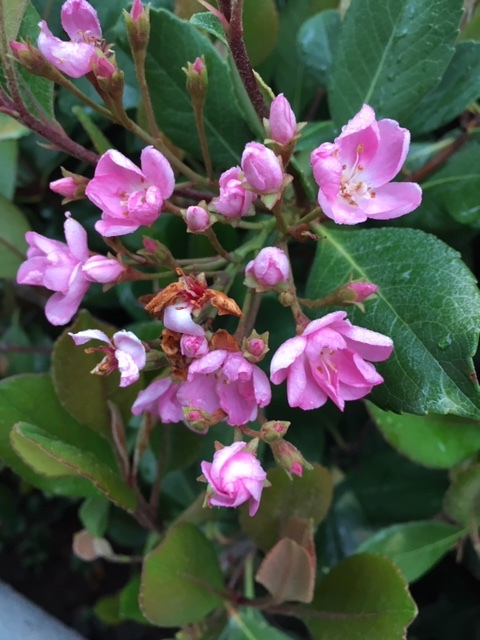 2月の花_e0350971_15565999.jpg