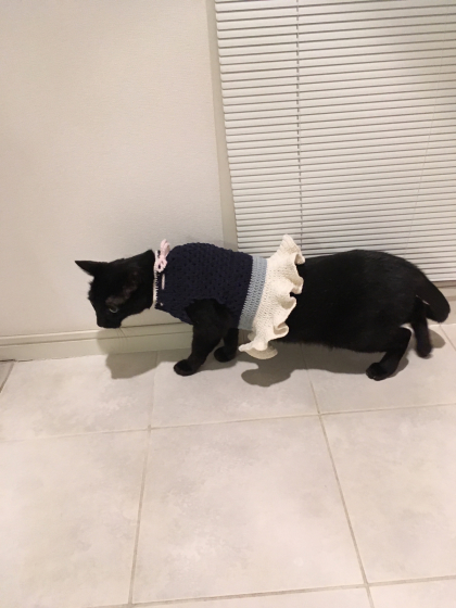甥っ子ねこたち_e0355177_16560452.jpg