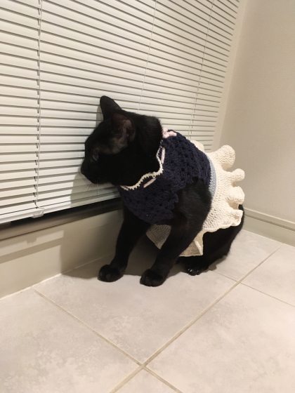 甥っ子ねこたち_e0355177_16560517.jpg