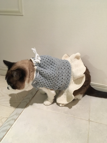 甥っ子ねこたち_e0355177_16560696.jpg