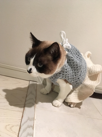 甥っ子ねこたち_e0355177_16560776.jpg