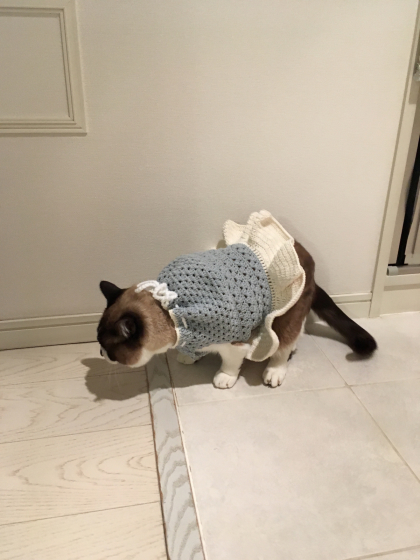 甥っ子ねこたち_e0355177_16560987.jpg