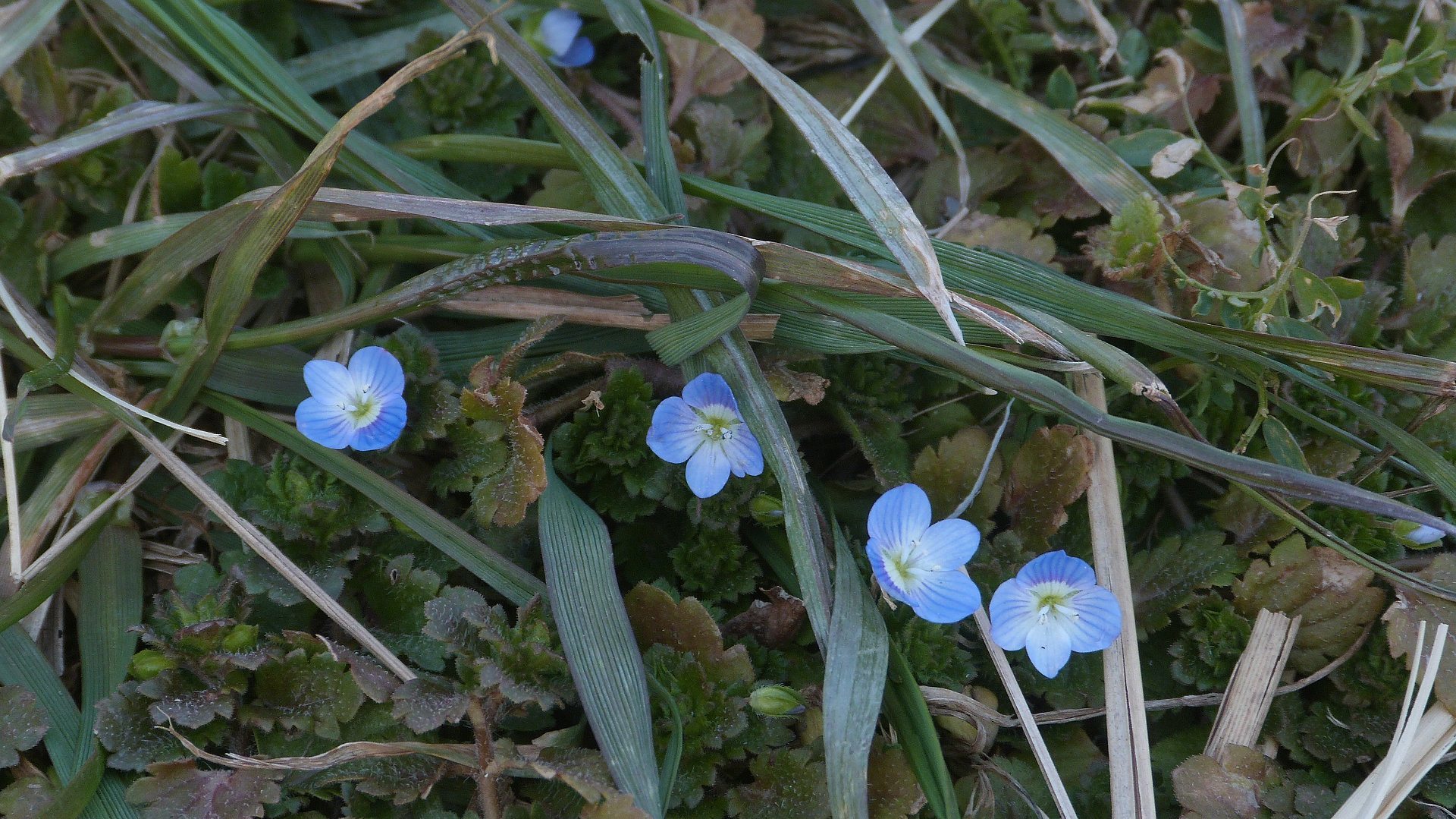 花粉モニタリング　【 2019　2/16（土) 】_a0185081_15525359.jpg