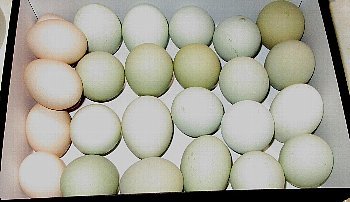 f0003283_08282805.jpg