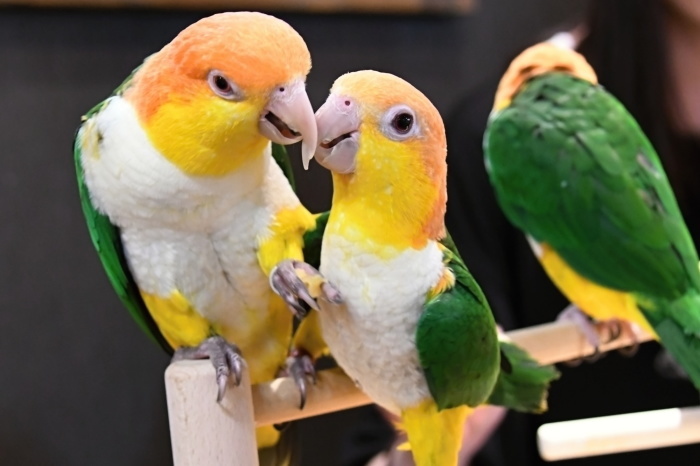 シロハラインコ Buono Buono シロハラインコ Buono Buono