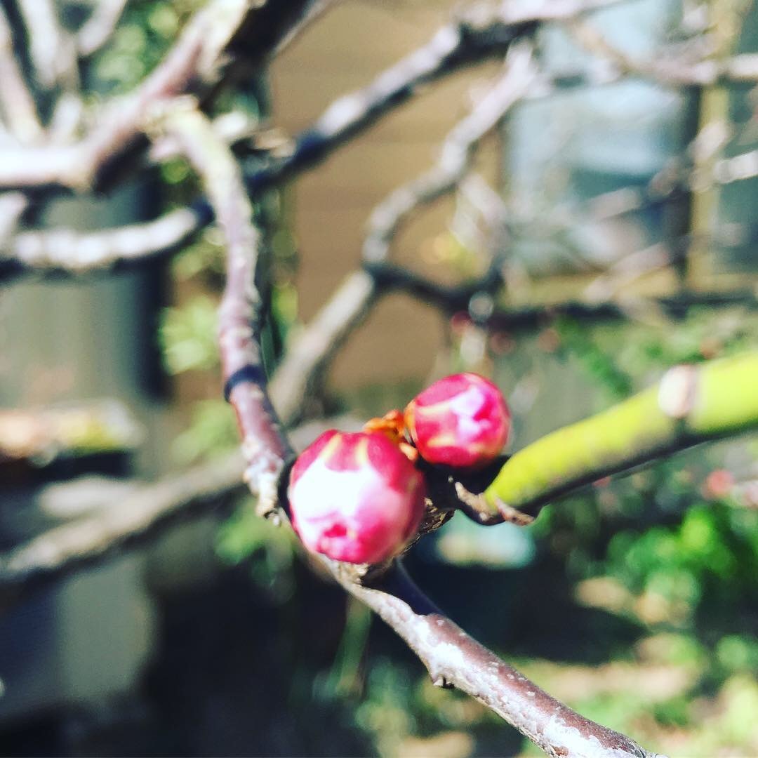 春の陽気_a0129492_19340616.jpeg