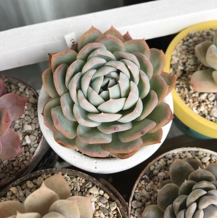 カット失敗した Miiの多肉植物 カット失敗した Miiの多肉植物