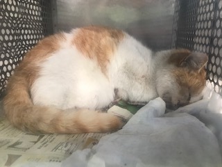負傷収容だった茶白猫さん、ニコちゃん_f0242002_19561066.jpg