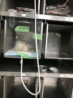 【猫・移動先募集】センター(支所)収容(2/16訪問)_f0242002_19562333.jpg