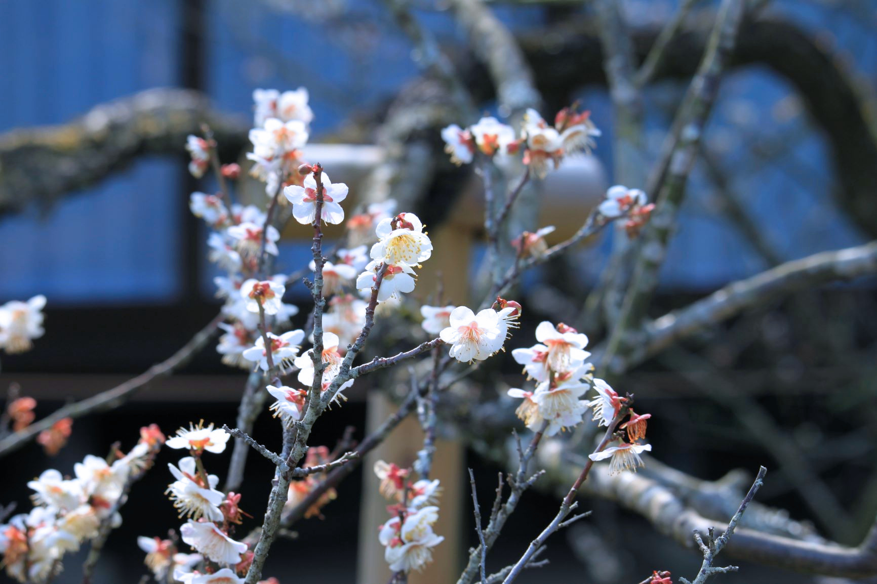 延慶寺（１）。_c0368903_19351142.jpg