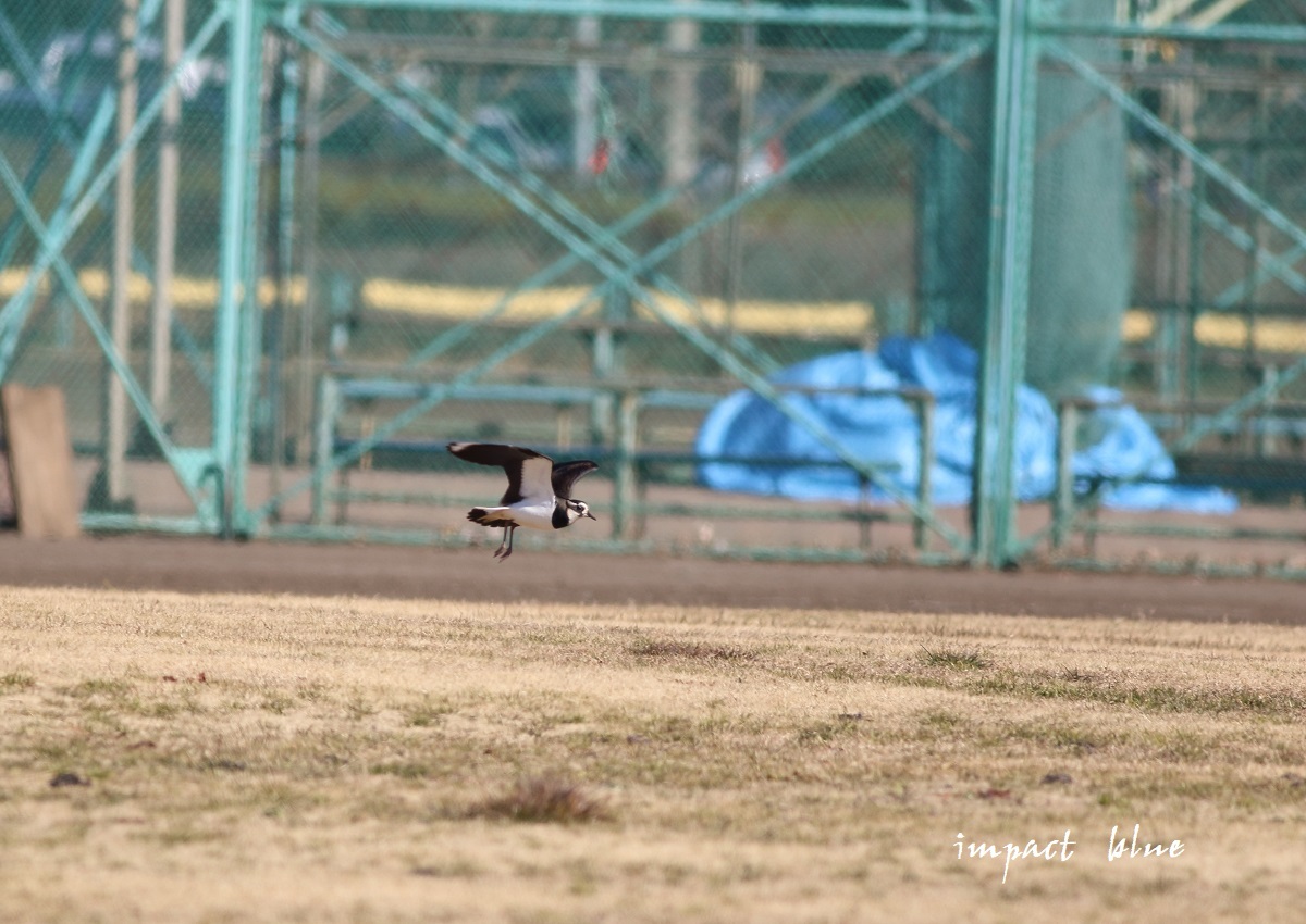 a0355908_20580457.jpg